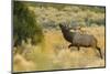 Rocky Mountain bull elk-Ken Archer-Mounted Photographic Print