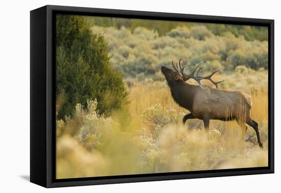 Rocky Mountain bull elk-Ken Archer-Framed Premier Image Canvas