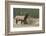 Rocky Mountain bull elk-Ken Archer-Framed Photographic Print