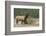 Rocky Mountain bull elk-Ken Archer-Framed Photographic Print