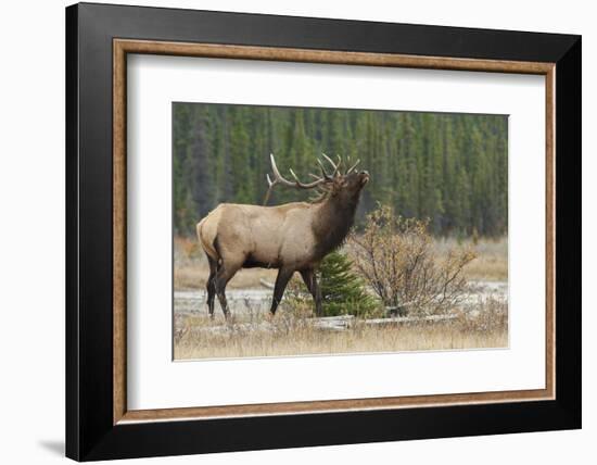 Rocky Mountain bull elk-Ken Archer-Framed Photographic Print