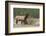 Rocky Mountain bull elk-Ken Archer-Framed Photographic Print