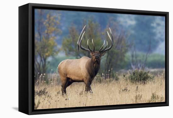 Rocky Mountain bull elk-Ken Archer-Framed Premier Image Canvas