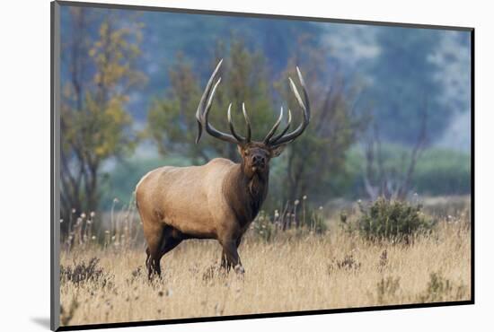 Rocky Mountain bull elk-Ken Archer-Mounted Photographic Print