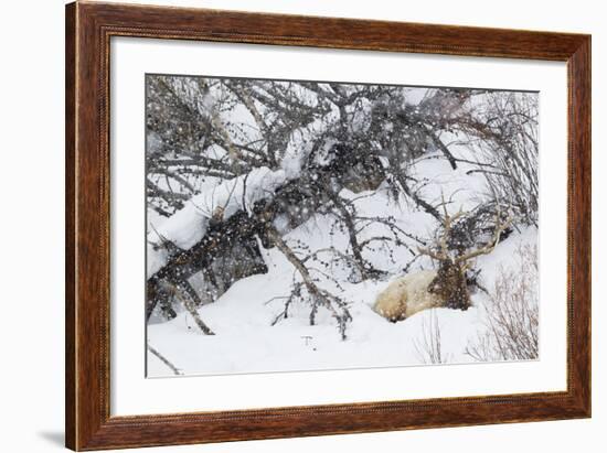 Rocky Mountain Bull Resting During Snowstorm-Ken Archer-Framed Photographic Print