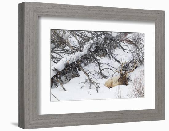 Rocky Mountain Bull Resting During Snowstorm-Ken Archer-Framed Photographic Print