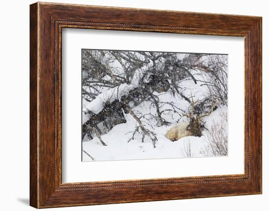 Rocky Mountain Bull Resting During Snowstorm-Ken Archer-Framed Photographic Print