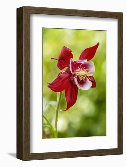 Rocky Mountain Columbine in bloom.-Janet Horton-Framed Photographic Print