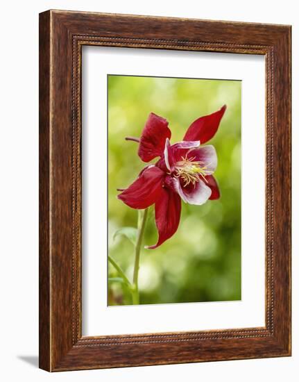 Rocky Mountain Columbine in bloom.-Janet Horton-Framed Photographic Print