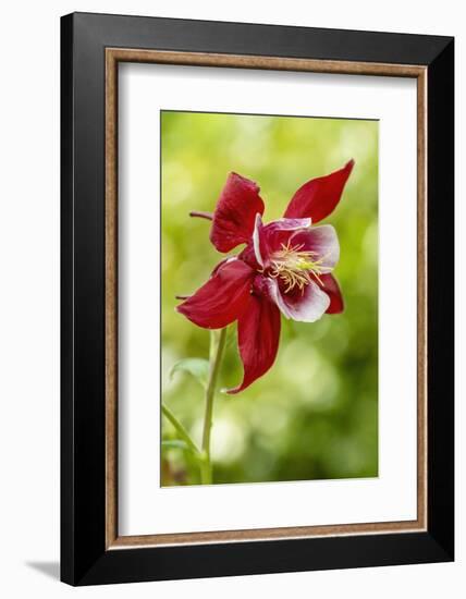 Rocky Mountain Columbine in bloom.-Janet Horton-Framed Photographic Print