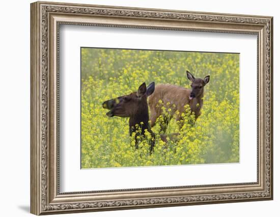 Rocky Mountain Cow Elk and Calf-Ken Archer-Framed Photographic Print