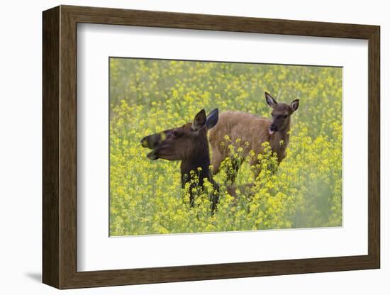 Rocky Mountain Cow Elk and Calf-Ken Archer-Framed Photographic Print