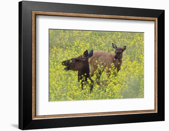 Rocky Mountain Cow Elk and Calf-Ken Archer-Framed Photographic Print