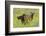 Rocky Mountain Cow Elk and Calf-Ken Archer-Framed Photographic Print