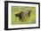 Rocky Mountain Cow Elk and Calf-Ken Archer-Framed Photographic Print