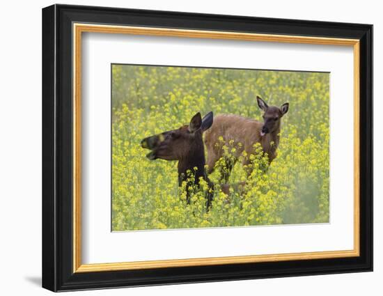 Rocky Mountain Cow Elk and Calf-Ken Archer-Framed Photographic Print