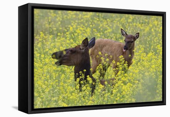 Rocky Mountain Cow Elk and Calf-Ken Archer-Framed Premier Image Canvas