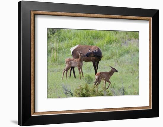 Rocky Mountain Cow Elk and Calf-Ken Archer-Framed Photographic Print