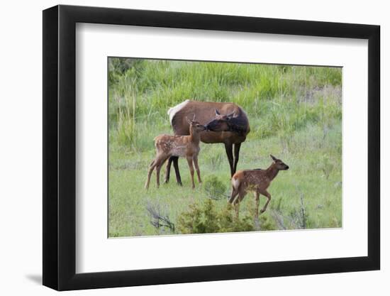 Rocky Mountain Cow Elk and Calf-Ken Archer-Framed Photographic Print