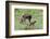 Rocky Mountain Cow Elk and Calf-Ken Archer-Framed Photographic Print