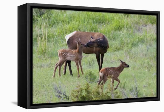 Rocky Mountain Cow Elk and Calf-Ken Archer-Framed Premier Image Canvas