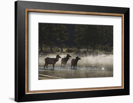 Rocky Mountain Cow Elk in Foggy Morning Pond-Ken Archer-Framed Photographic Print