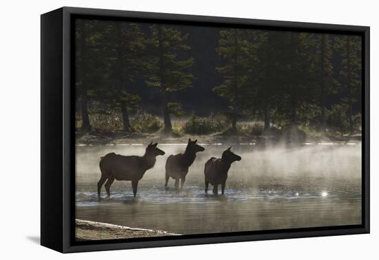 Rocky Mountain Cow Elk in Foggy Morning Pond-Ken Archer-Framed Premier Image Canvas