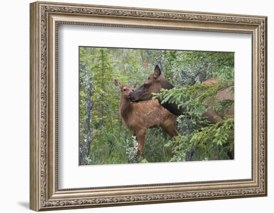 Rocky Mountain Cow Elk with Calf-Ken Archer-Framed Photographic Print