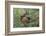 Rocky Mountain Cow Elk with Calf-Ken Archer-Framed Photographic Print