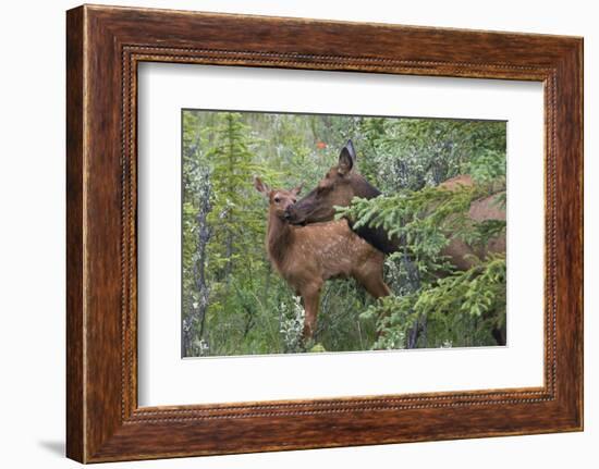 Rocky Mountain Cow Elk with Calf-Ken Archer-Framed Photographic Print