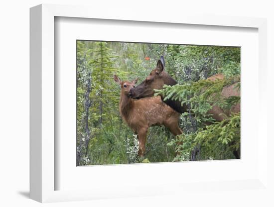Rocky Mountain Cow Elk with Calf-Ken Archer-Framed Photographic Print