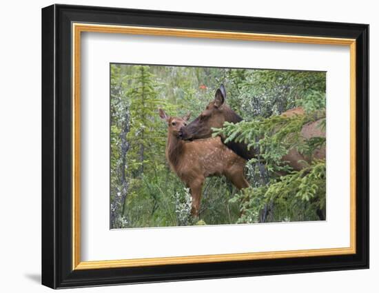 Rocky Mountain Cow Elk with Calf-Ken Archer-Framed Photographic Print