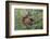 Rocky Mountain Cow Elk with Calf-Ken Archer-Framed Photographic Print