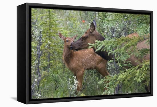 Rocky Mountain Cow Elk with Calf-Ken Archer-Framed Premier Image Canvas