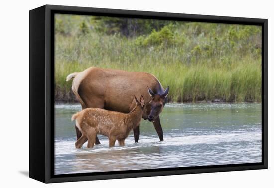 Rocky Mountain cow elk with calf-Ken Archer-Framed Premier Image Canvas