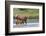 Rocky Mountain cow elk with calf-Ken Archer-Framed Photographic Print