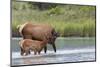 Rocky Mountain cow elk with calf-Ken Archer-Mounted Photographic Print