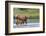 Rocky Mountain cow elk with calf-Ken Archer-Framed Photographic Print