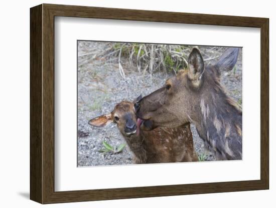 Rocky Mountain Cow Elk with Newborn Calf-Ken Archer-Framed Photographic Print