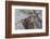 Rocky Mountain Cow Elk with Newborn Calf-Ken Archer-Framed Photographic Print