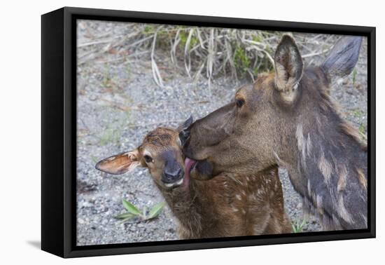 Rocky Mountain Cow Elk with Newborn Calf-Ken Archer-Framed Premier Image Canvas