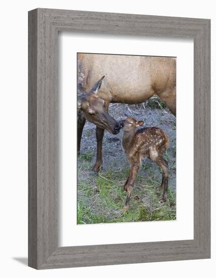 Rocky Mountain Cow Elk with Newborn Calf-Ken Archer-Framed Photographic Print