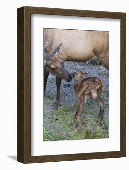 Rocky Mountain Cow Elk with Newborn Calf-Ken Archer-Framed Photographic Print