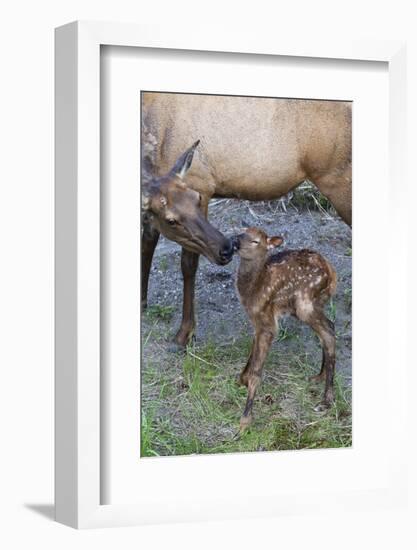 Rocky Mountain Cow Elk with Newborn Calf-Ken Archer-Framed Photographic Print