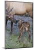 Rocky Mountain Cow Elk with Newborn Calf-Ken Archer-Mounted Photographic Print