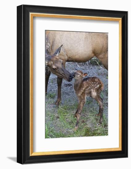 Rocky Mountain Cow Elk with Newborn Calf-Ken Archer-Framed Photographic Print