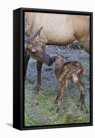 Rocky Mountain Cow Elk with Newborn Calf-Ken Archer-Framed Premier Image Canvas