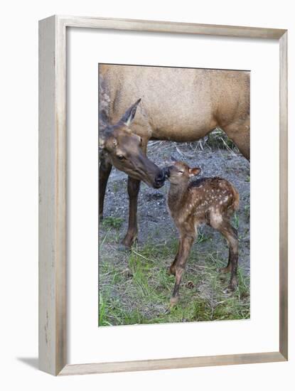 Rocky Mountain Cow Elk with Newborn Calf-Ken Archer-Framed Photographic Print