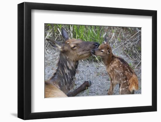 Rocky Mountain Cow Elk with Newborn Calf-Ken Archer-Framed Photographic Print