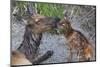 Rocky Mountain Cow Elk with Newborn Calf-Ken Archer-Mounted Photographic Print